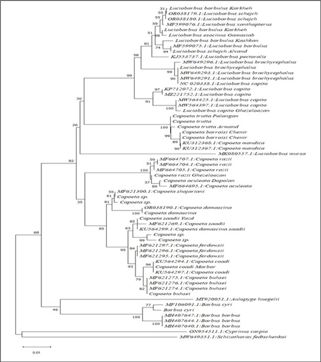 Genealogical tree drawn for COI gene sequences with a length of 599 pairs of nucleotides by neighbor joining method using K2P genetic distances and with 500 bootstrap repetitions to calculate the support coefficient of genealogical groups.