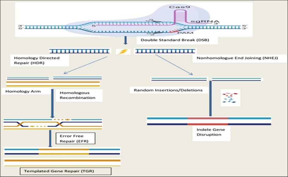Figure 9. Gene editing mediated by CRISPR/Cas9. The gene is targeted by Cas9 and sgRNA, causing DSBs near the PAM region. DNA damage repair is performed through the NHEJ route or HDR. In the NHEJ pathway, random insertions and deletions result in error-prone repair, while the HDR route uses homologous chromosomal DNA as a template, enabling error-free repair 54.